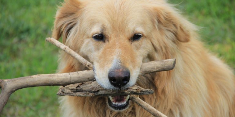 Pourquoi les chiens aboient-ils ?